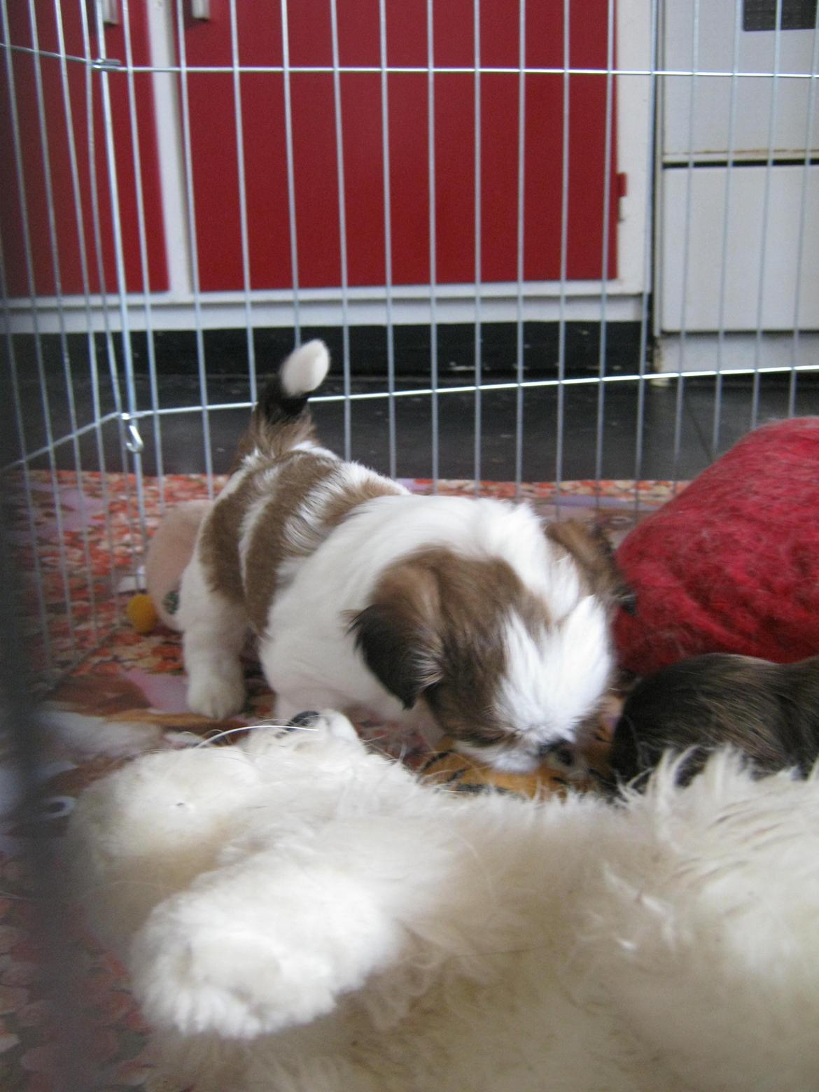 Shih tzu Aiyo billede 31