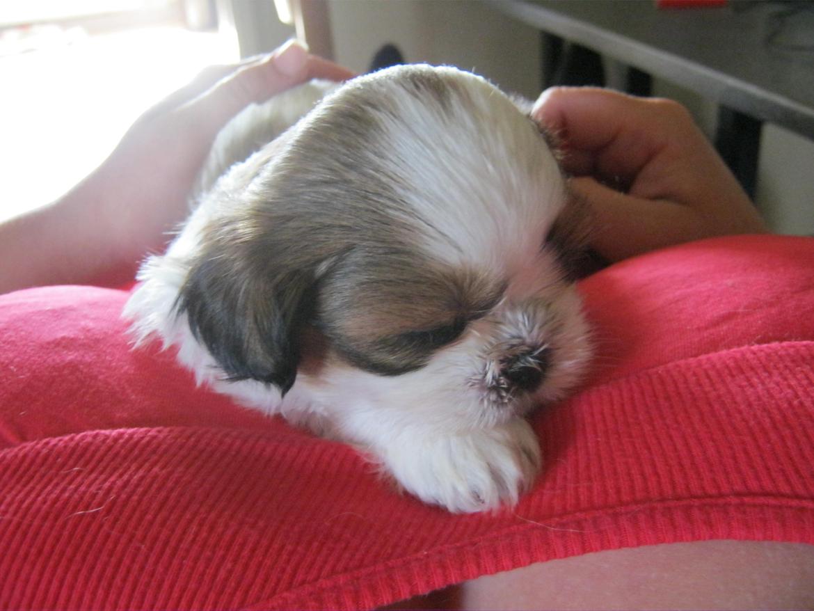 Shih tzu Aiyo billede 33