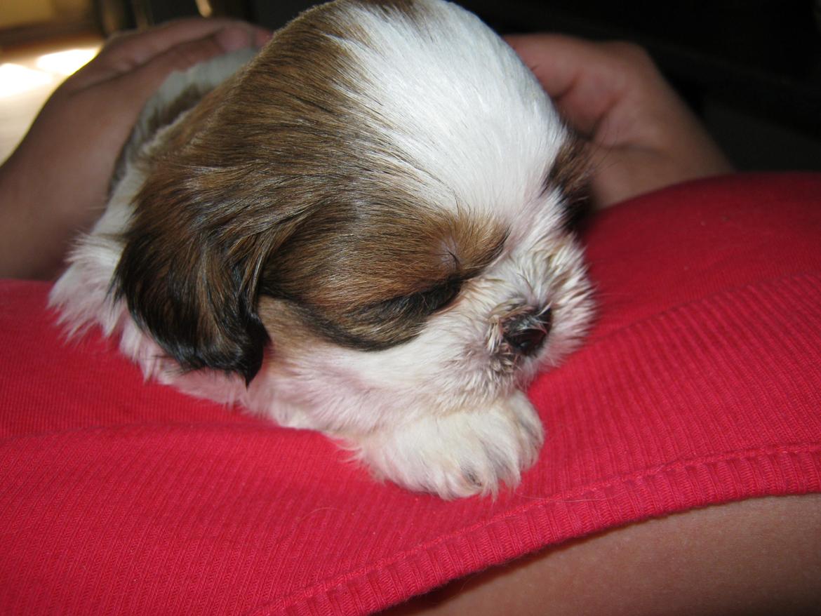 Shih tzu Aiyo billede 34