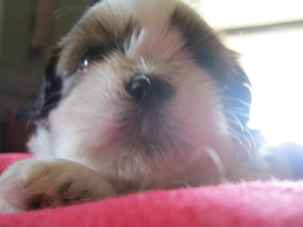 Shih tzu Aiyo billede 35