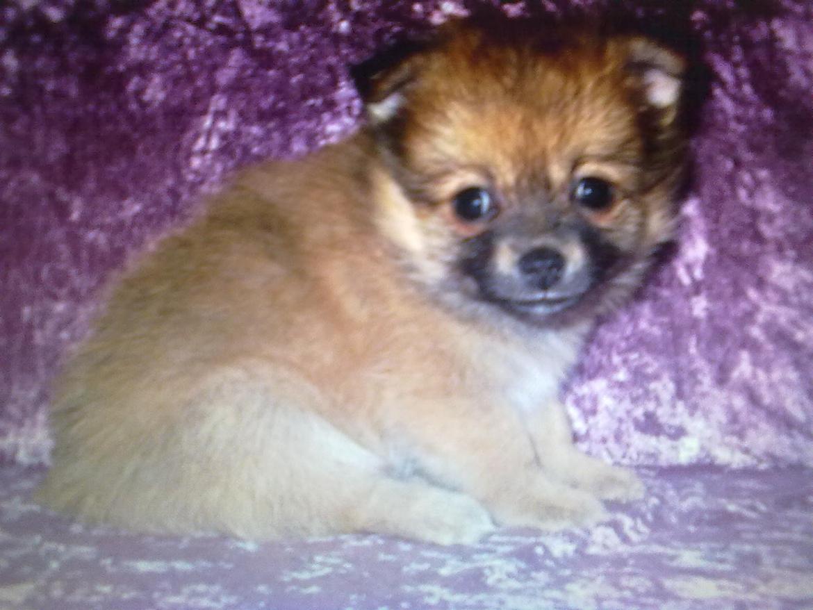 Blanding af racer cille - smil til fotografen 5 uger gammel billede 17