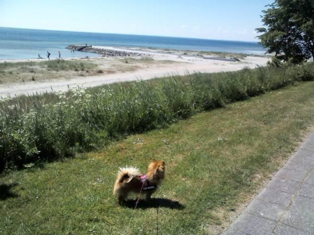 Blanding af racer cille - wau det er stort det vand.. billede 7