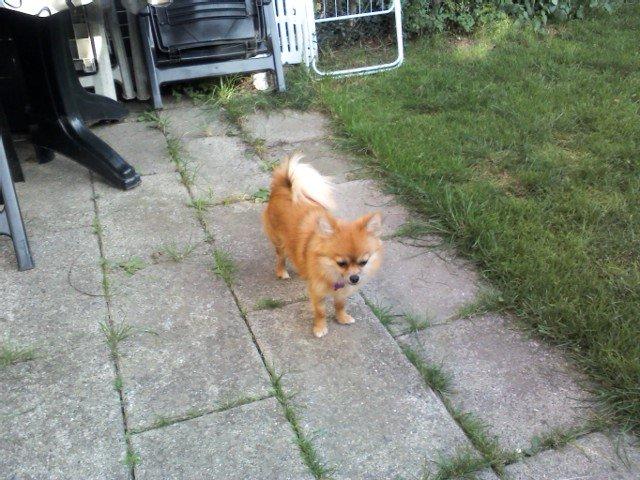 Blanding af racer cille billede 18