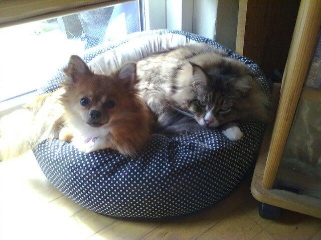 Blanding af racer cille - lidt hygge med katten, der desværre ikke er her mere. billede 8