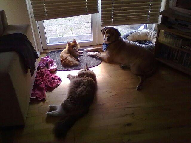 Blanding af racer cille billede 19