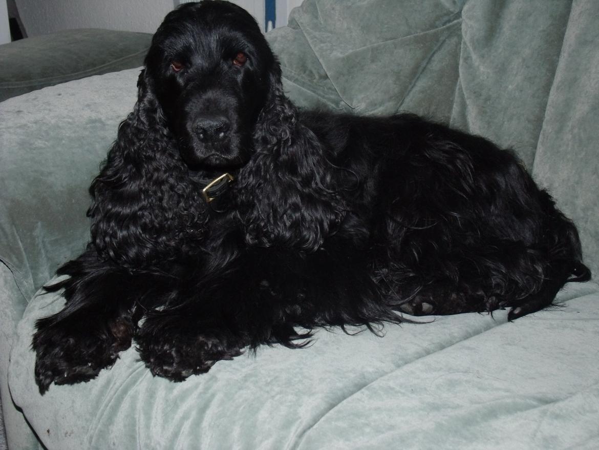 Cocker spaniel Dan-L's King's Last Prom "Snif" billede 1