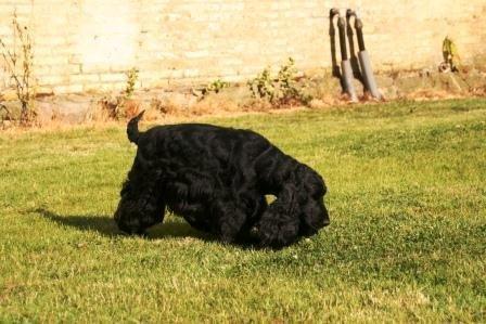 Cocker spaniel Dan-L's King's Last Prom "Snif" billede 2