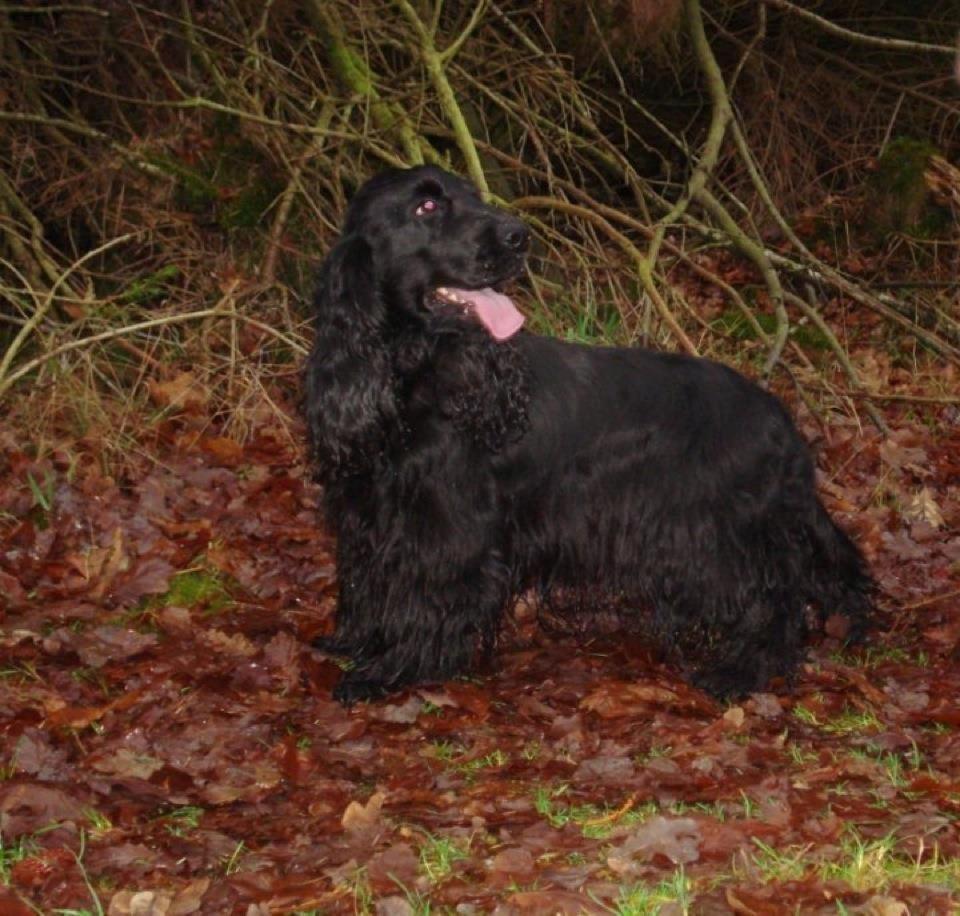 Cocker spaniel Dan-L's King's Last Prom "Snif" billede 3