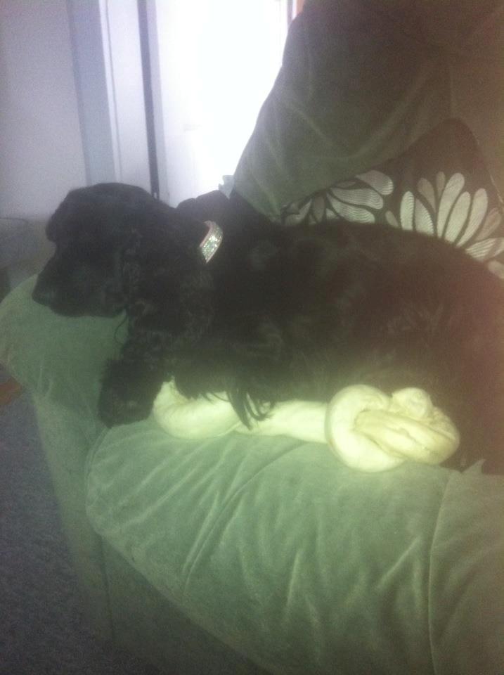 Cocker spaniel Dan-L's King's Last Prom "Snif" - Hvorfor skal man spise sit kødben når man kan passe på at andre ikke gør:) billede 4