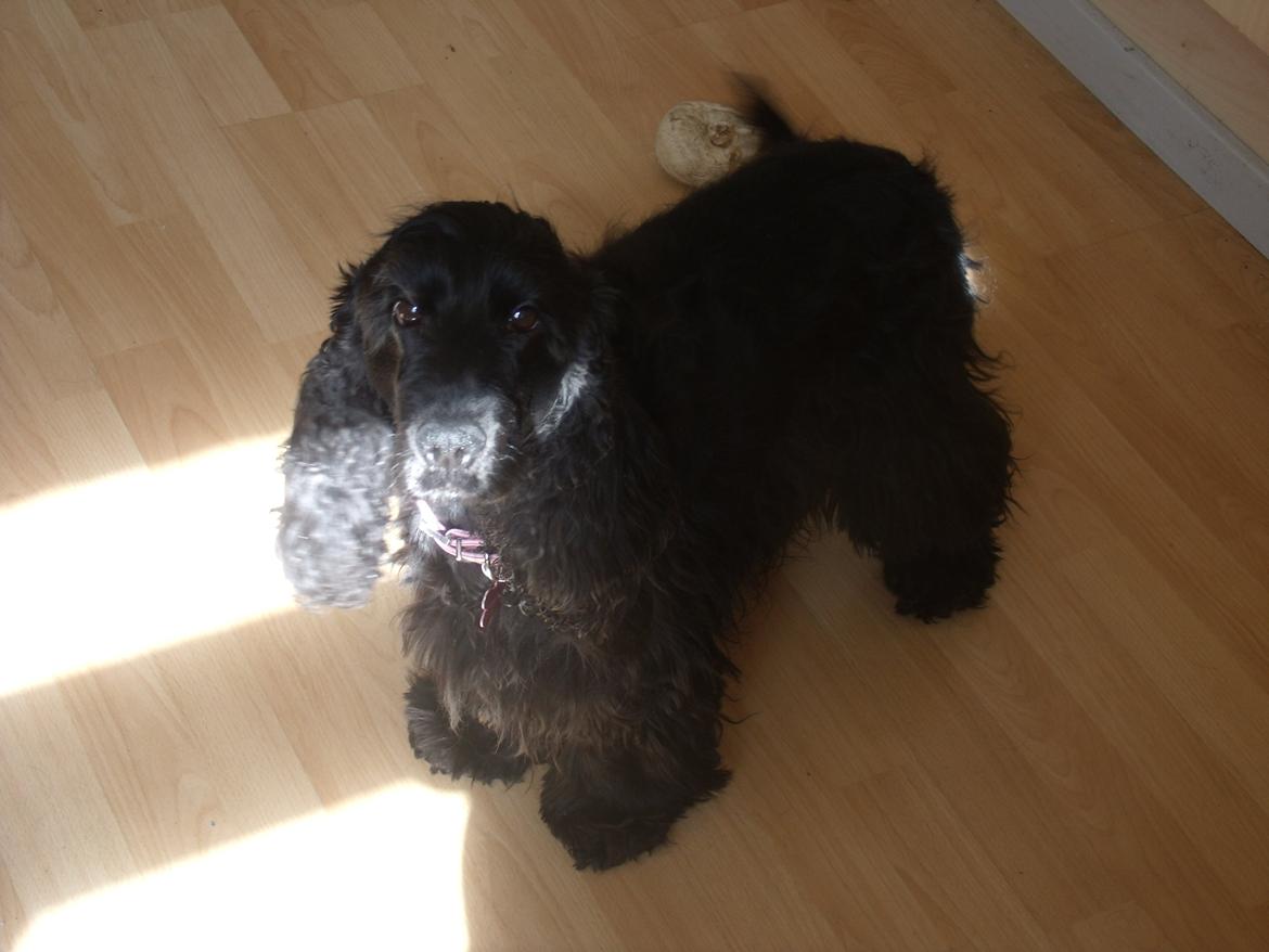 Cocker spaniel Dan-L's King's Last Prom "Snif" billede 5