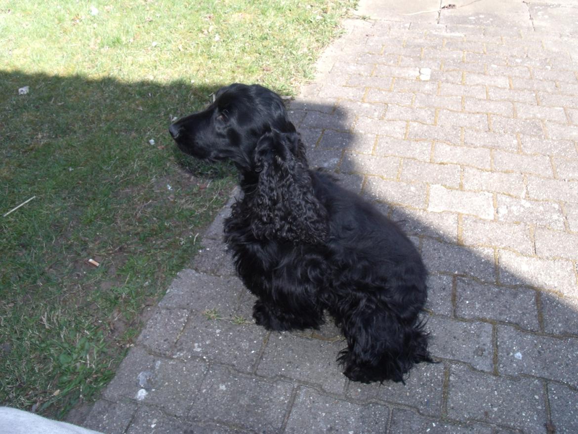 Cocker spaniel Dan-L's King's Last Prom "Snif" billede 6