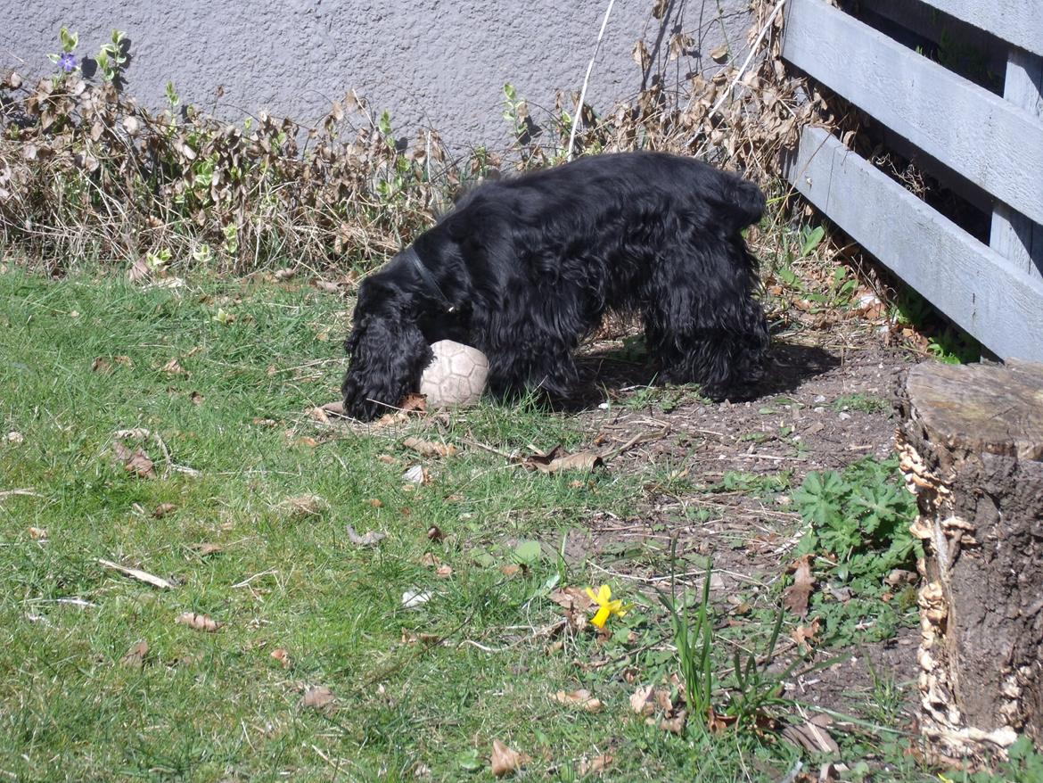 Cocker spaniel Dan-L's King's Last Prom "Snif" - Snif og hendes elskede bold  billede 7