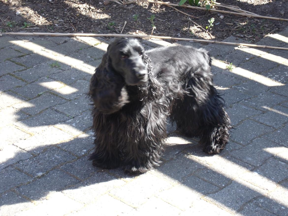 Cocker spaniel Dan-L's King's Last Prom "Snif" billede 8