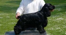 Cocker spaniel Dan-L's King's Last Prom "Snif" billede 9