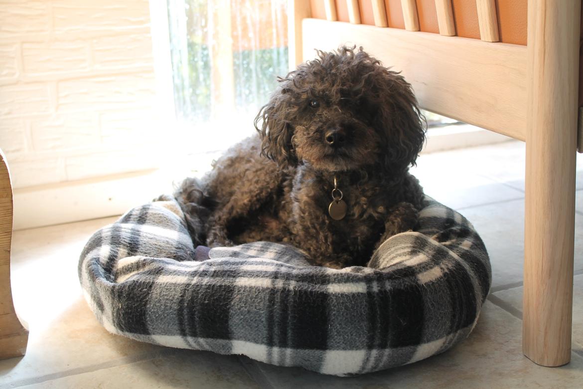 Mellempuddel Uffe - 02/05 2012 billede 6