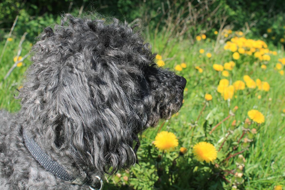 Mellempuddel Uffe - 01/05 2012 billede 5