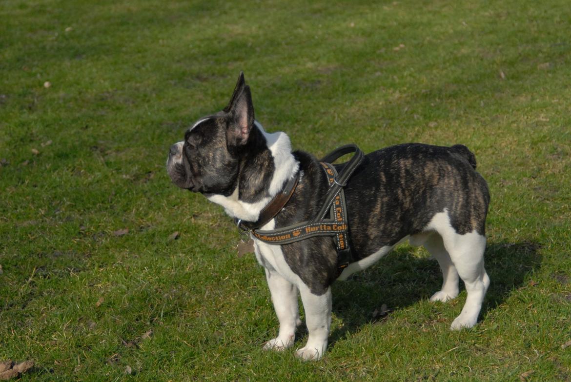 Fransk bulldog Nicki *En stjerne på himmelen* billede 19