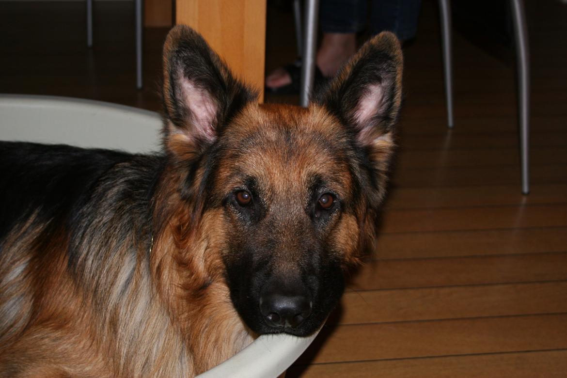Schæferhund Diesel billede 12