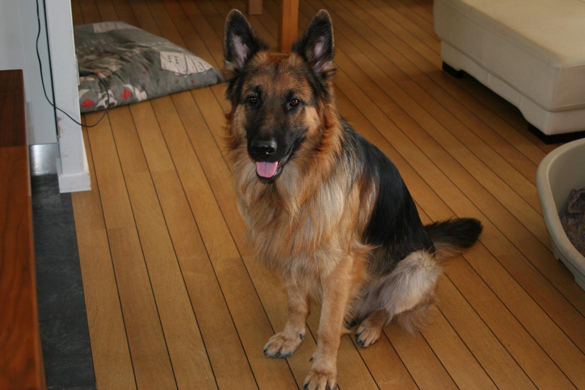 Schæferhund Diesel billede 13