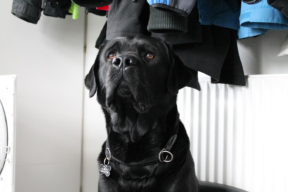 Labrador retriever Albert<3 - Min øjesten<3 billede 10
