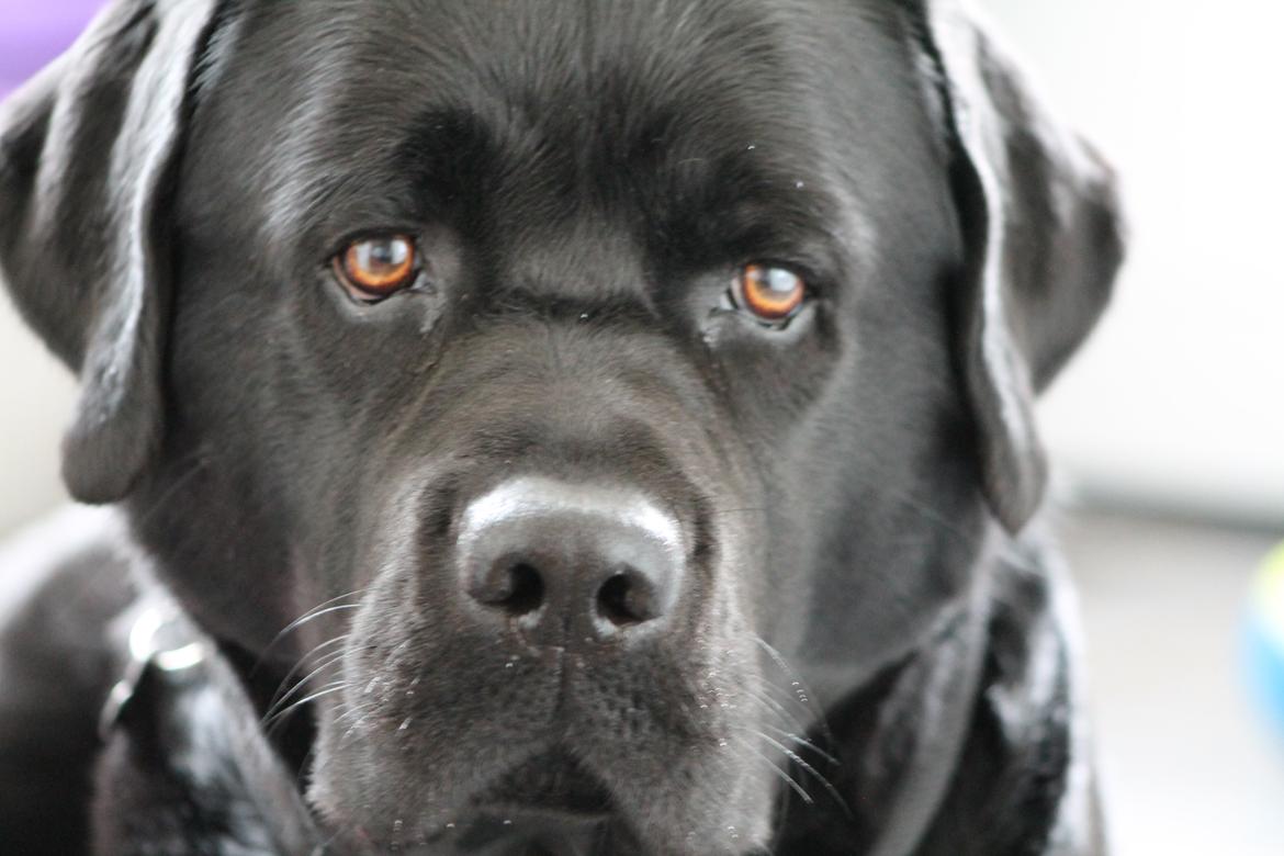 Labrador retriever Albert<3 - Min lækre basse byder jer velkommen! :-)
Lig gerne en kommentar og en bedømmelse<3 billede 1