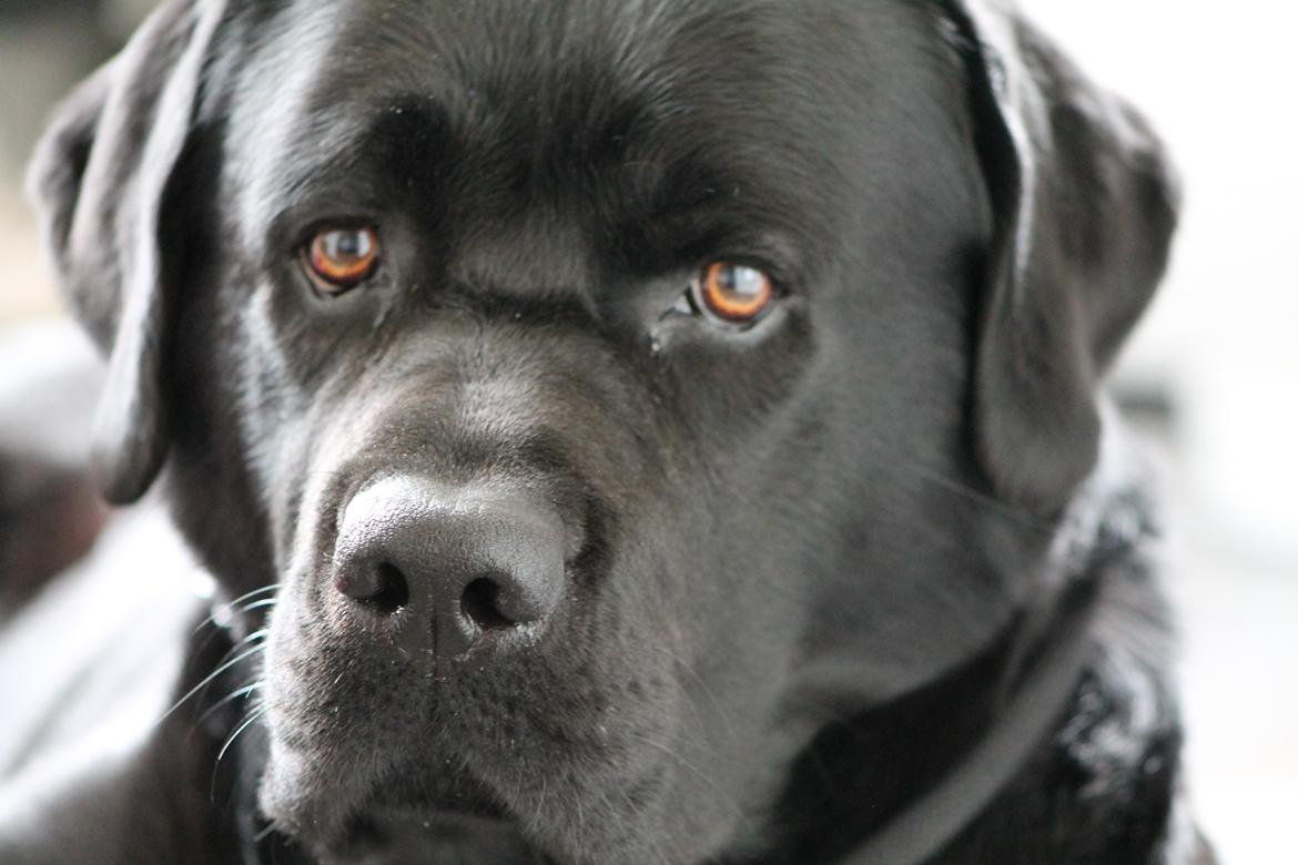 Labrador retriever Albert<3 - Tidspunktet hvor man tænker: "Hold kæft jeg har egentlig en lækker hund<3 billede 11