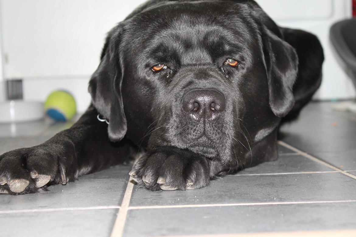 Labrador retriever Albert<3 - Hvis ingen er perfekte, så må du være ingen<3 billede 8