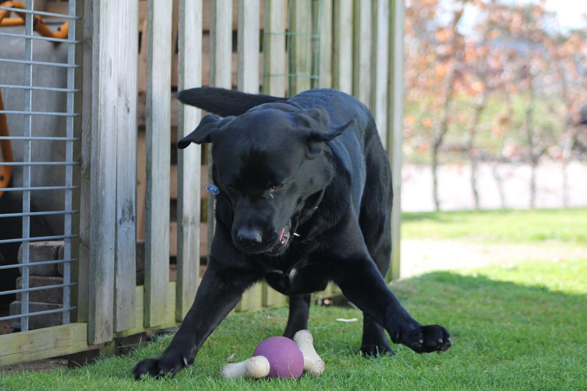 Labrador retriever Albert<3 - Man har det sjoveste med det man selv laver<3 billede 12