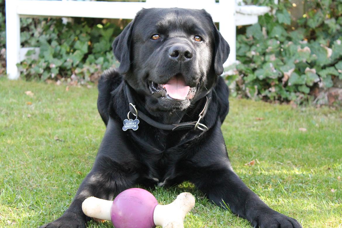 Labrador retriever Albert<3 - Rigtige gode venner er som stjerner på himlen, det er bare ikke altid man kan se dem, men man ved de er der.<3 billede 15