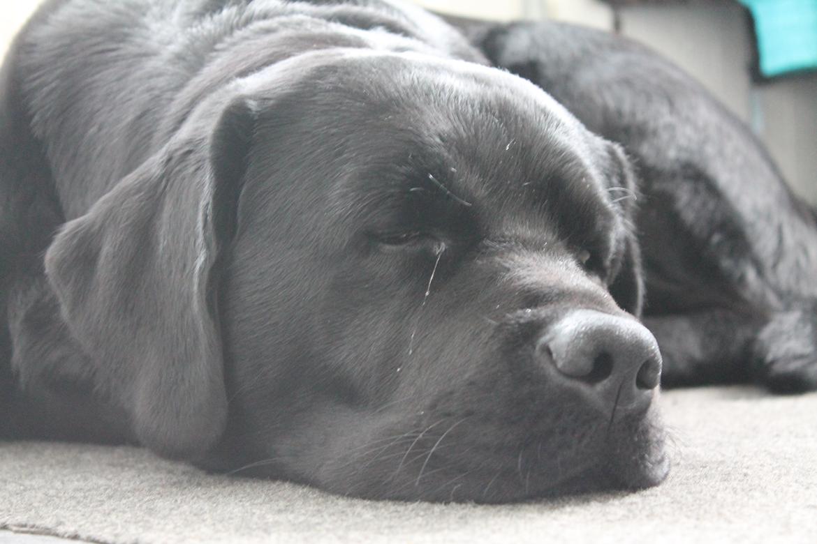 Labrador retriever Albert<3 - Du er det dejligste<3 billede 17