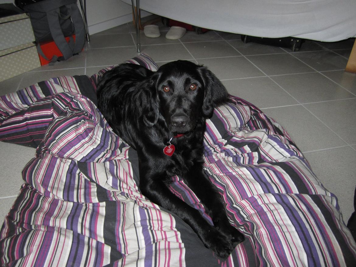 Blanding af racer sille billede 1