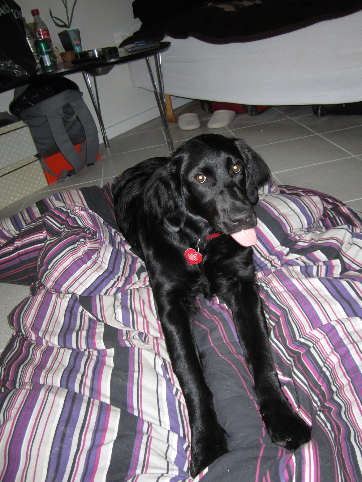 Blanding af racer sille billede 2