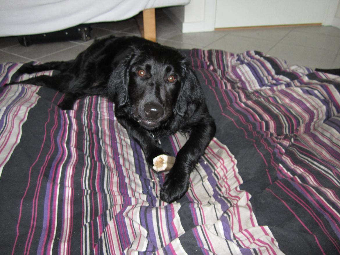 Blanding af racer sille billede 5