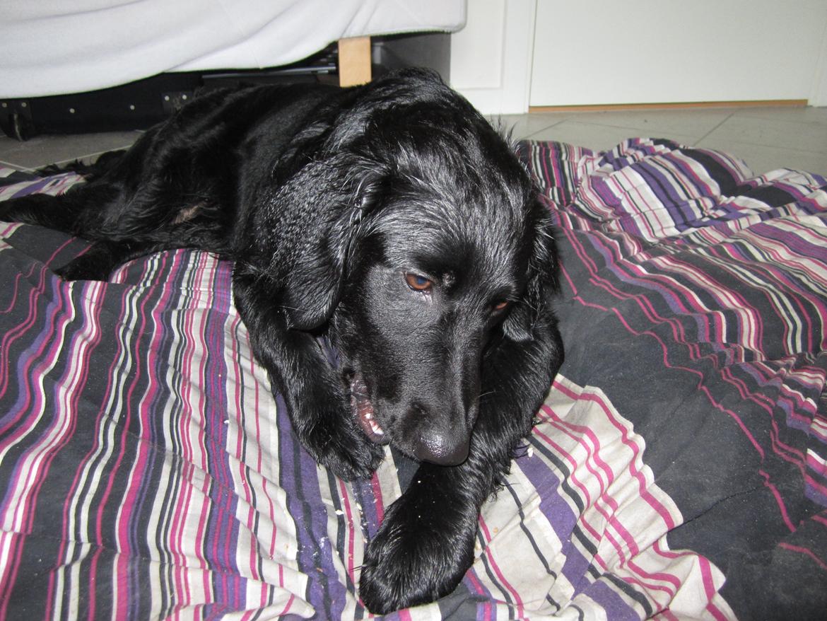 Blanding af racer sille billede 6