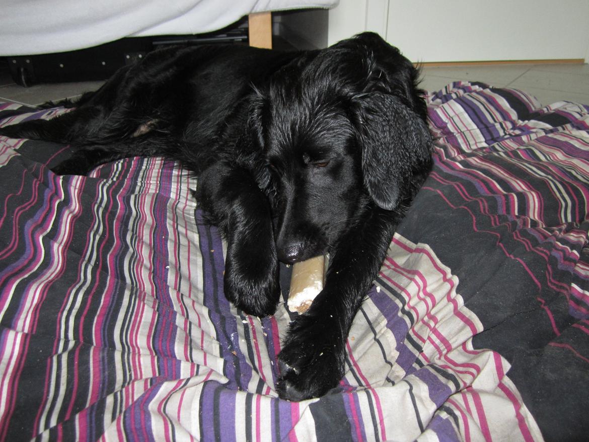 Blanding af racer sille billede 7