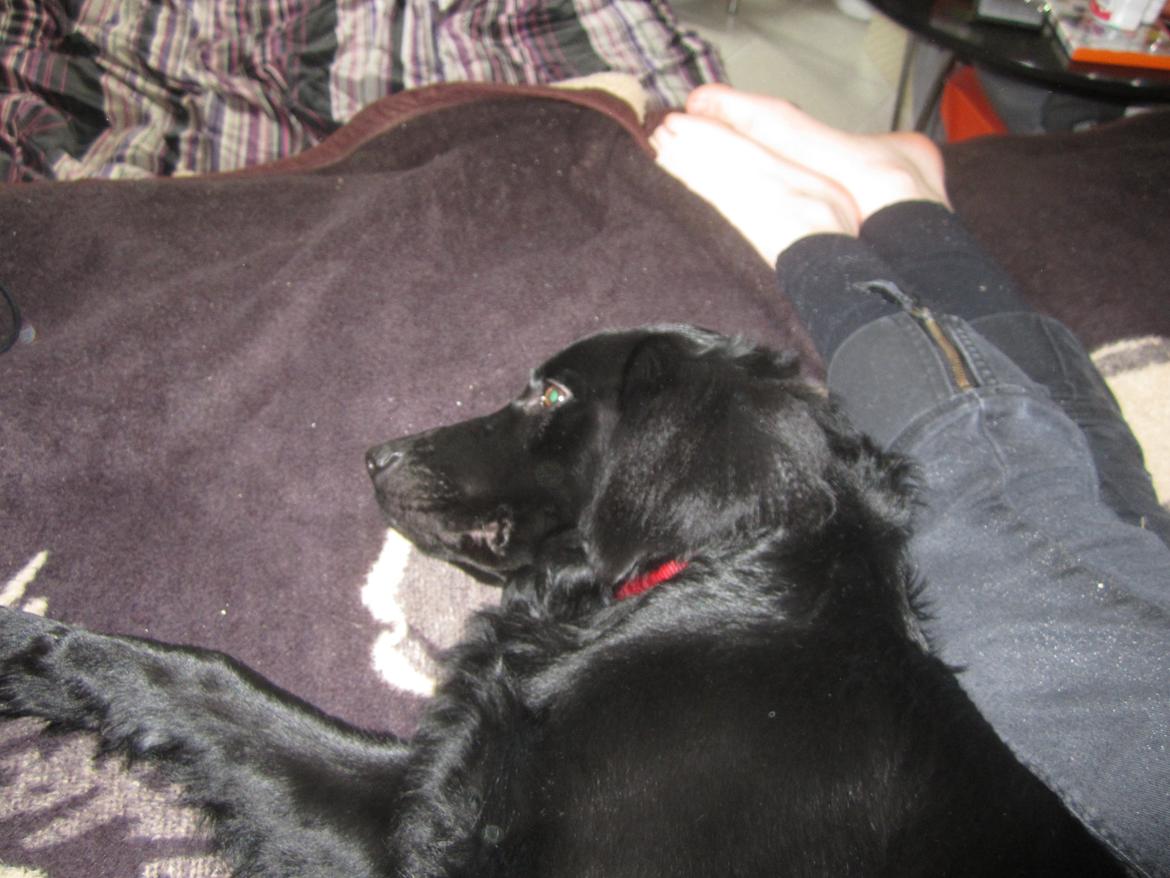 Blanding af racer sille billede 8