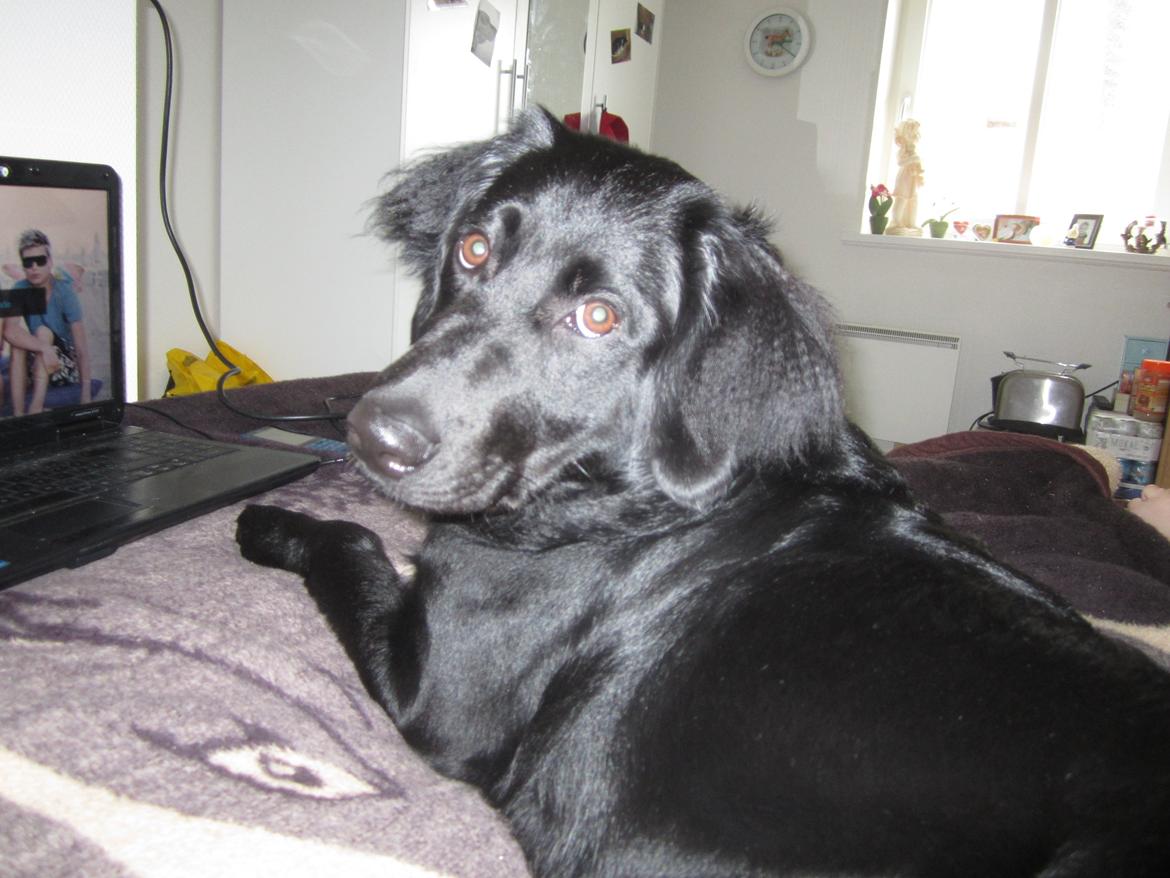 Blanding af racer sille billede 9