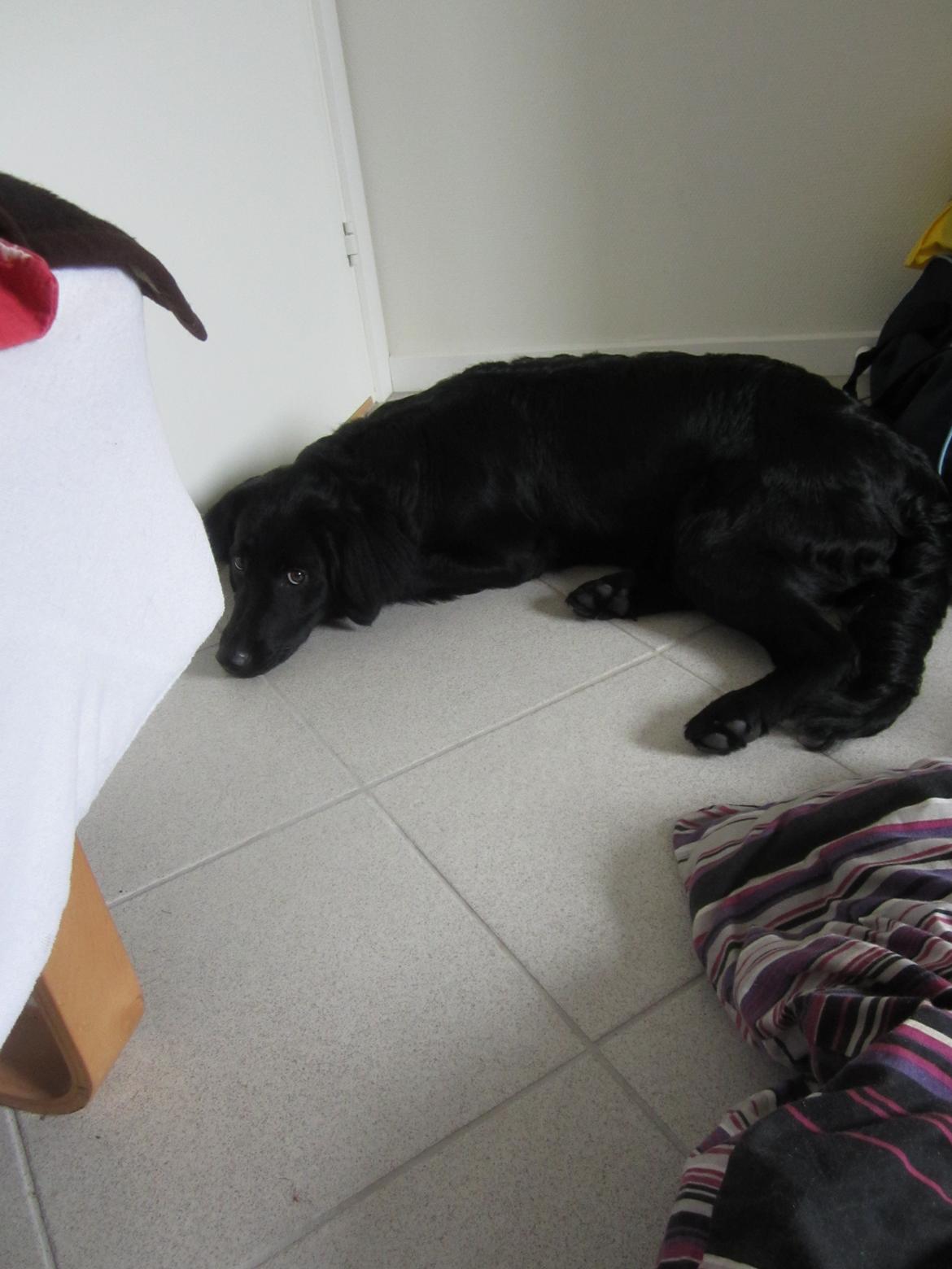 Blanding af racer sille billede 10