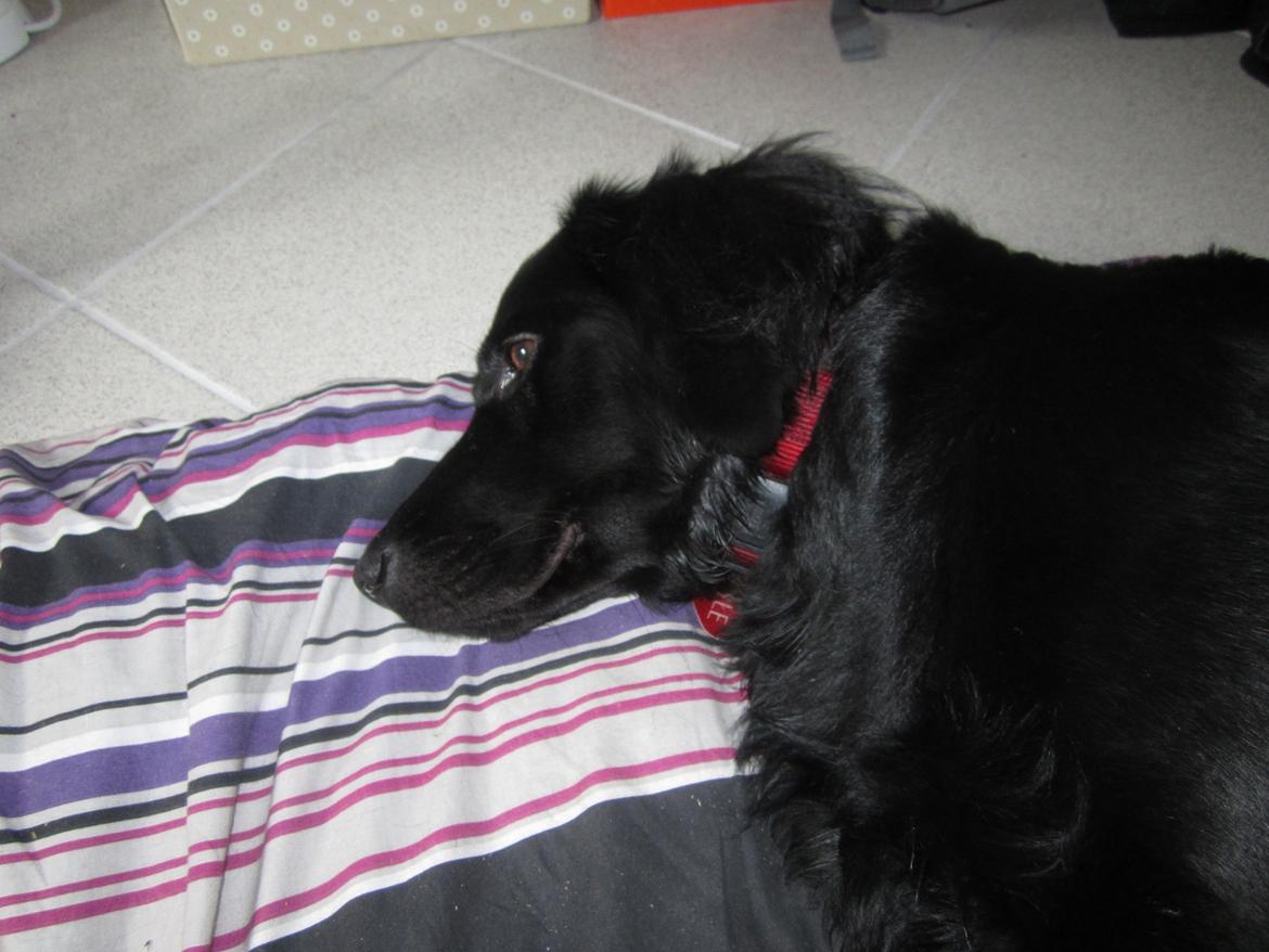 Blanding af racer sille billede 11