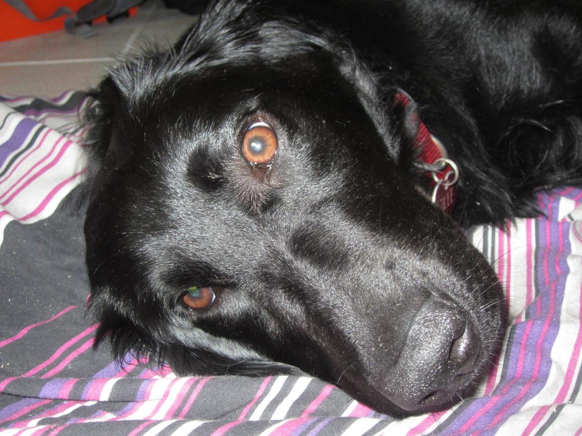 Blanding af racer sille billede 12