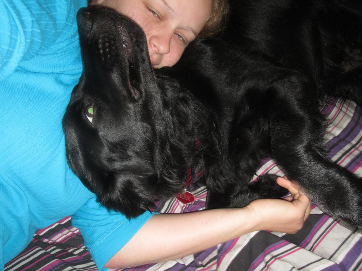 Blanding af racer sille billede 13