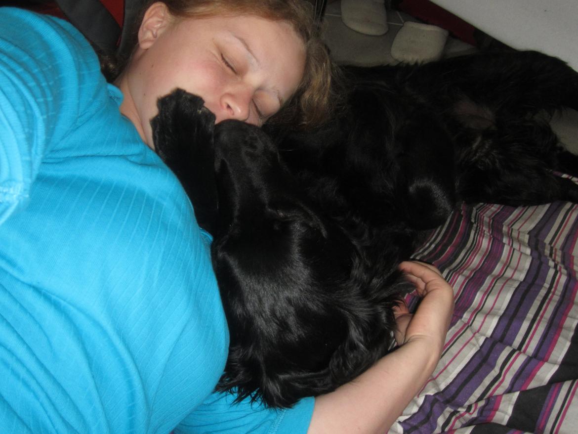 Blanding af racer sille billede 14