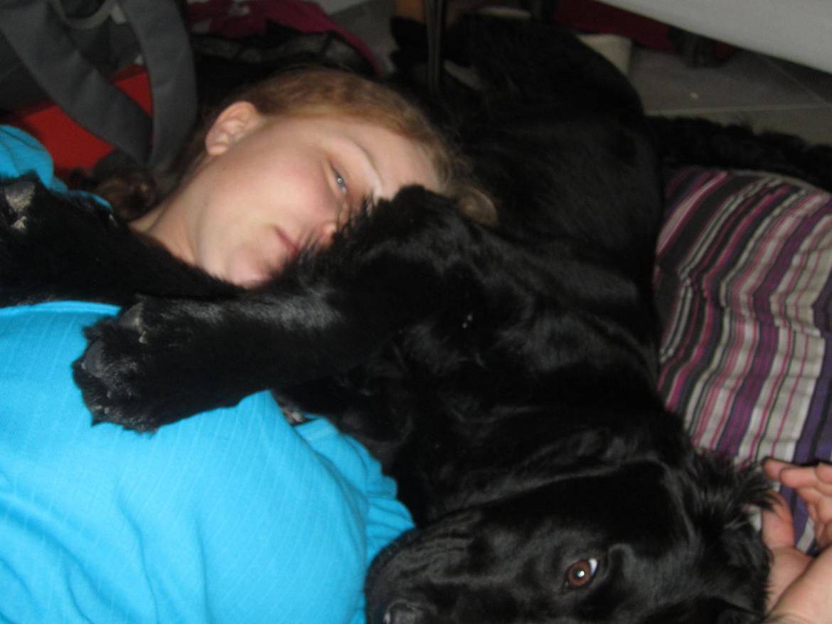 Blanding af racer sille billede 16