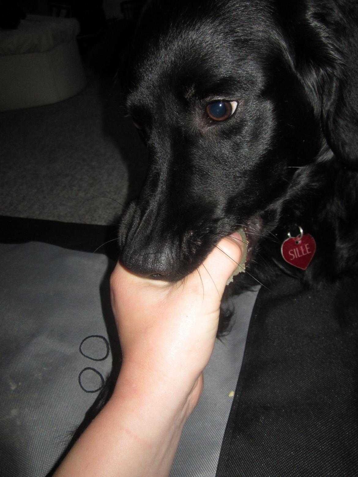 Blanding af racer sille billede 17