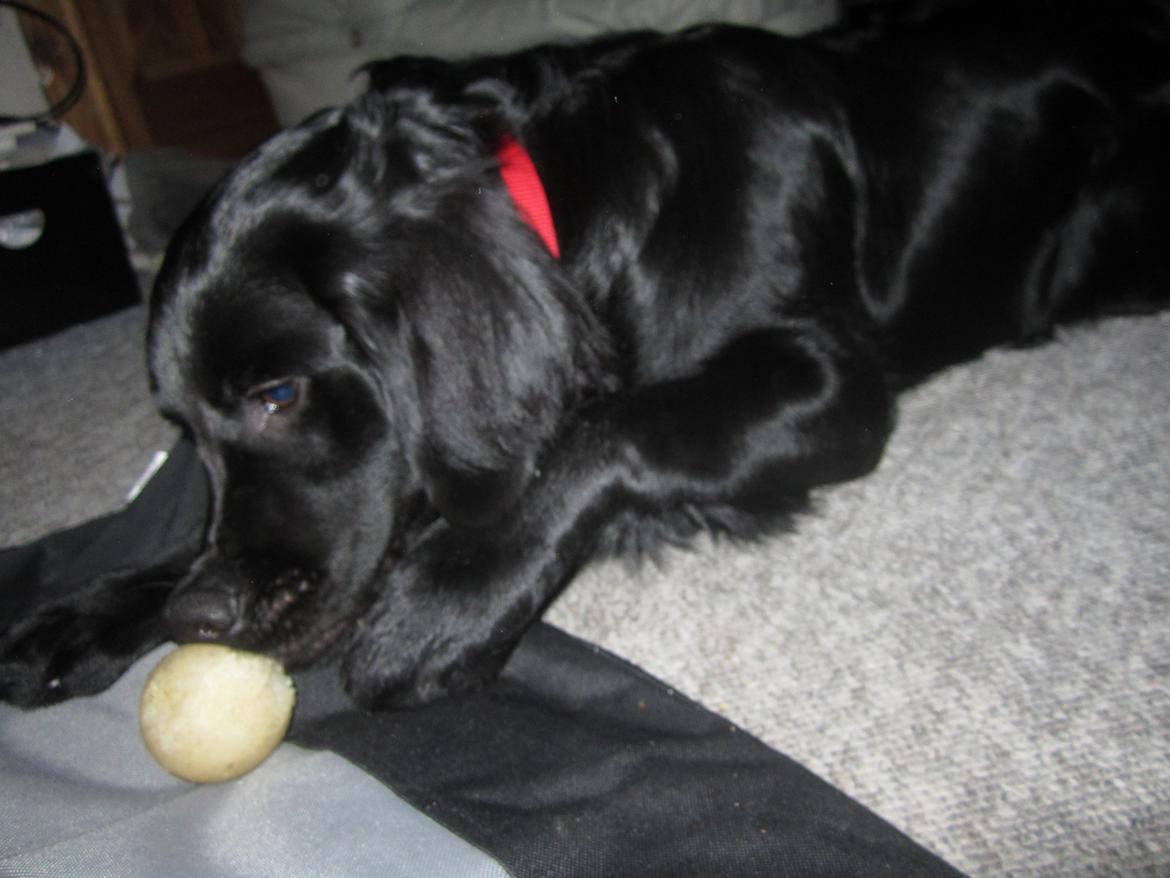 Blanding af racer sille billede 18