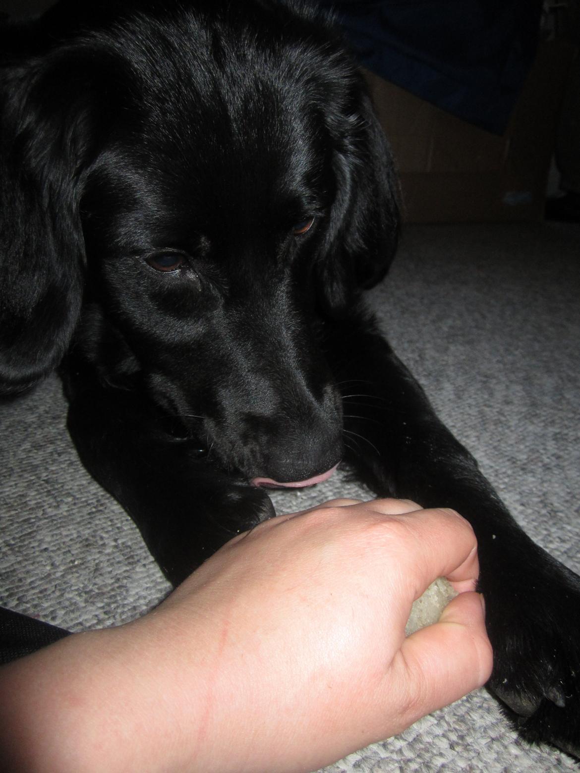 Blanding af racer sille billede 19