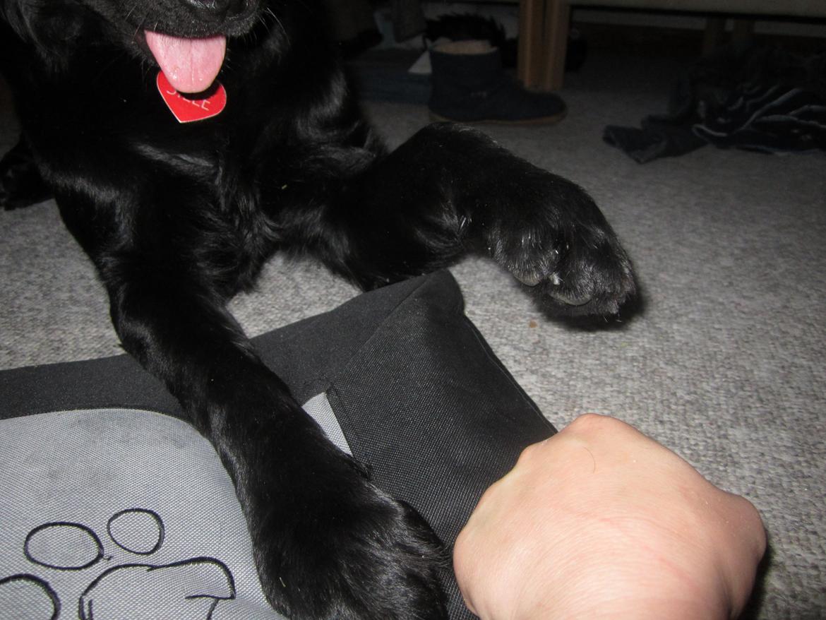 Blanding af racer sille billede 20