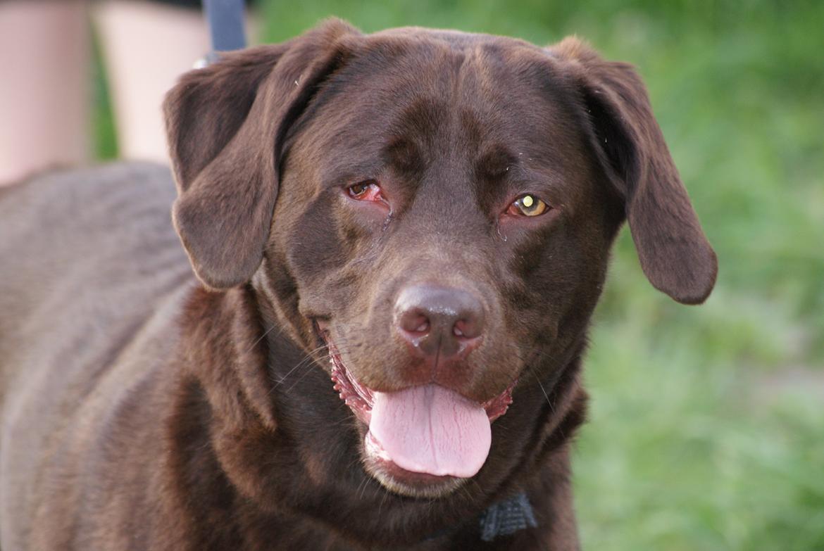 Labrador retriever Bobo (3/8/2009-27/5/2018) billede 9