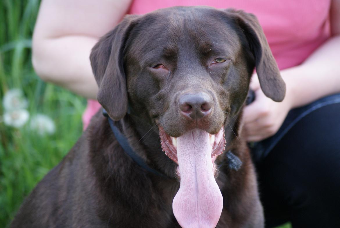Labrador retriever Bobo (3/8/2009-27/5/2018) - Nogen der vil have et tungekys *G* billede 20