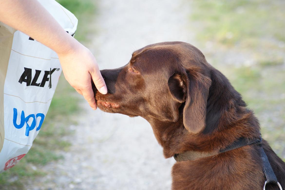 Labrador retriever Bobo (3/8/2009-27/5/2018) billede 7
